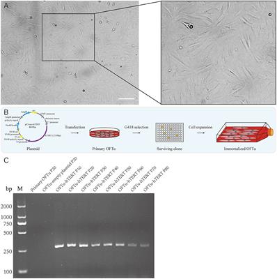 Establishment of a sheep immortalization cell line for generating and amplifying Orf virus recombinants